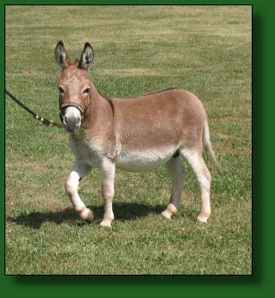 The Elms Little Red Gun LN