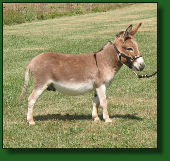 The Elms Little Red Gun LN