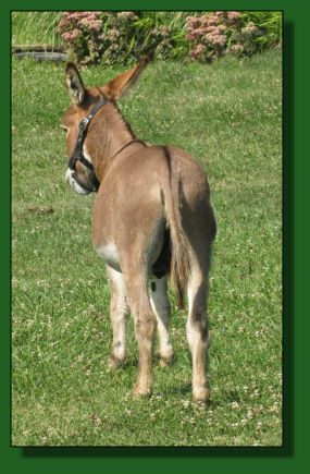 The Elms Red Hot Wind