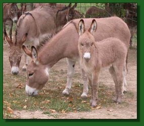 The Elms Mr. Pinkerton