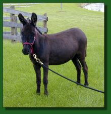 MGF Venus Primo Noir 141 - Lot #19