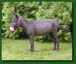 MGF Venus MeadowFern - Lot #32