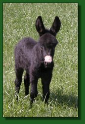 The Elms Twist of Fate