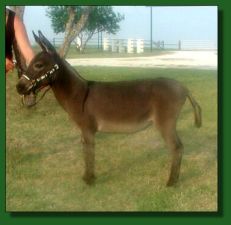 Arrow Creek Baily - Lot #40