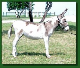 Arrow Creek Kat - Lot #3