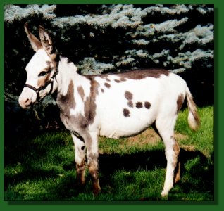 B. J. Daisy Spot ~ Lot #65