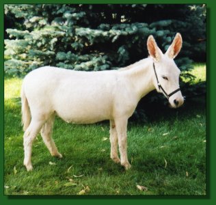 B. J. White Princess ~ Lot #24