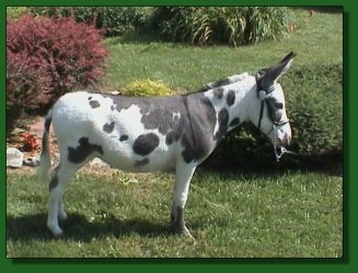 Lot # 50 ~ Southern Mountain Horse Company's Bittersweet