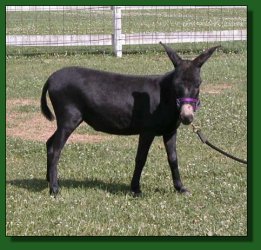 Lot #12 ~ MGF Black Helen