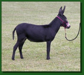 Lot #52 ~ The Elms Black Satin