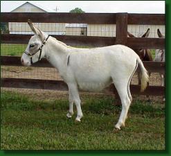 MDHR Bonnie White - Lot #13