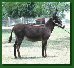 Brayers Are Us Lola - Lot #47