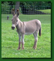 Lot #35 ~ TomAsses Little Brown Penny