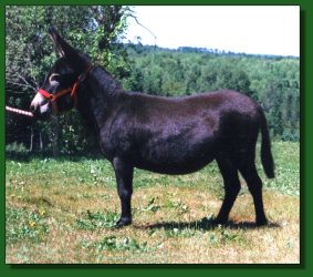 Lot #9 ~ Valean's Carmelita