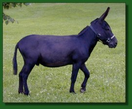 EA Dr. Chaboom - black miniature donkey herd sire