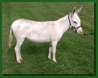 Lot #3 ~ MGF Pink Champaagne 316