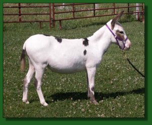 Lot #20 ~ MGF Chocolate Topping