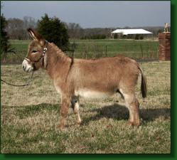 My World Cimmaron - Lot #15