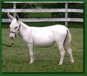 Lot #61 ~ MGF Crimson Creme 490