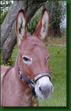 The Elms Eric The Red, dark sorrel miniature donkey herd sir