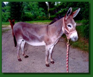 Lot #24 ~ Feather Ridge's Harvest Moon & Red Bandana