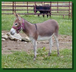 Lot #19 ~ The Elms Firelight