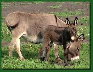 Lot #55 ~ LUA Flash's Mercy and jack foal born July 25th, 2005