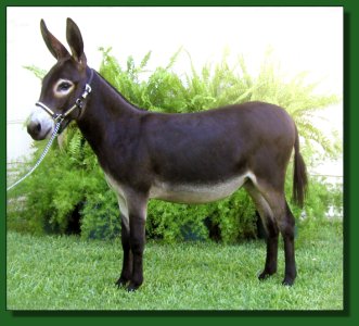 Frontier Legends Shawnee ~ Lot #49