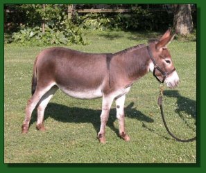 Lot #10 ~ The Elms She's Gloriass