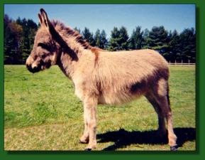 H.C.F. Lynn Marie - Lot #46