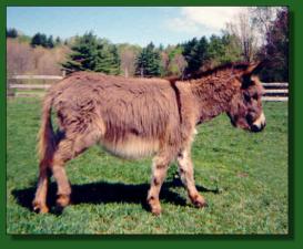 H.C.F. With Liberty - Lot #34