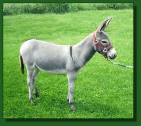 Lot # 18 ~ Heavenly Lu LU