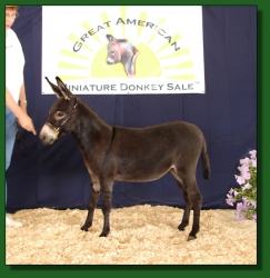 Lot #4 ~ Heiken's Ark Bubbles T