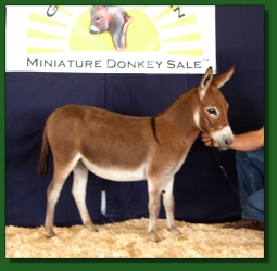 Lot # 25 ~ Heiken's Ark Jodi F