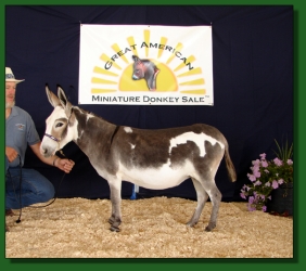 Lot # 14 ~ Heiken's Ark Lolita