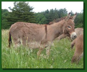 Lot #54 ~ H.C.F. Holiday Joy & jack foal, H.C.F. Joy's Artful Dodger