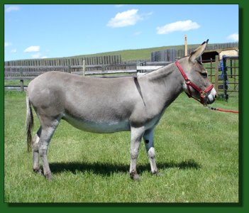 Hooves ETC. Roxanne ~ Lot #46