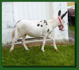 MGF Venus Hornitas - Lot #37