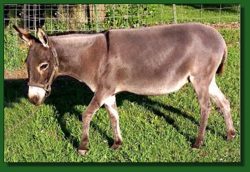 Lot #6 ~ Lucky Star's Inky Dinky Doodle