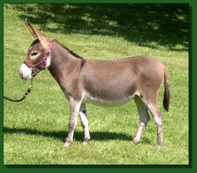 The Elms Jaunty Splash ~ Lot #22