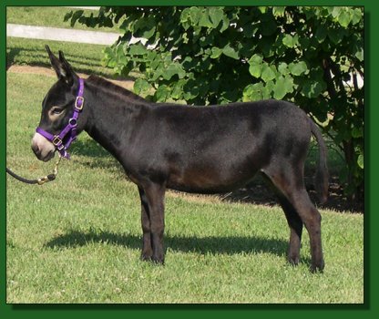 MGF Just a Prima Donna 490 - Lot #67