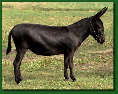 LN Little Foxy Vu ~ Lot #13