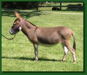 MGF Light My Fire 487 ~ Lot #48