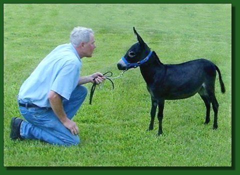 Lil' Half Pints Lil' Star ~ Lot #7