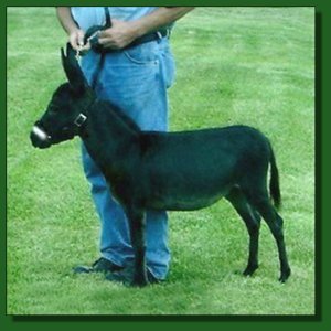 Lil' Half Pints Lil' Tootsie Roll ~ Lot #38