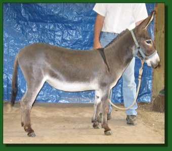 Long Run Tuscan Sun ~ Lot #14