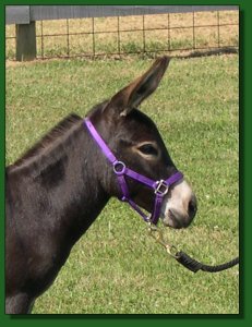 The Elms Moon Shadow ~ Lot #55