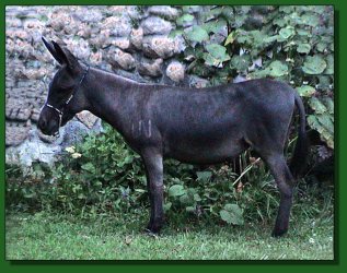 Lot # 15 ~ LN Jessa Little Mop