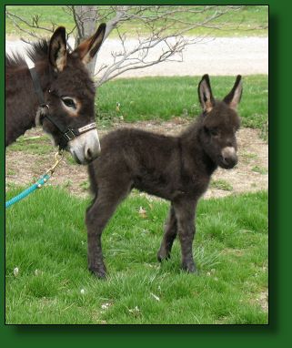 The Elms Mr. Minibrays