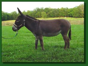 Windcrest Little Miss Muffet - Lot #25